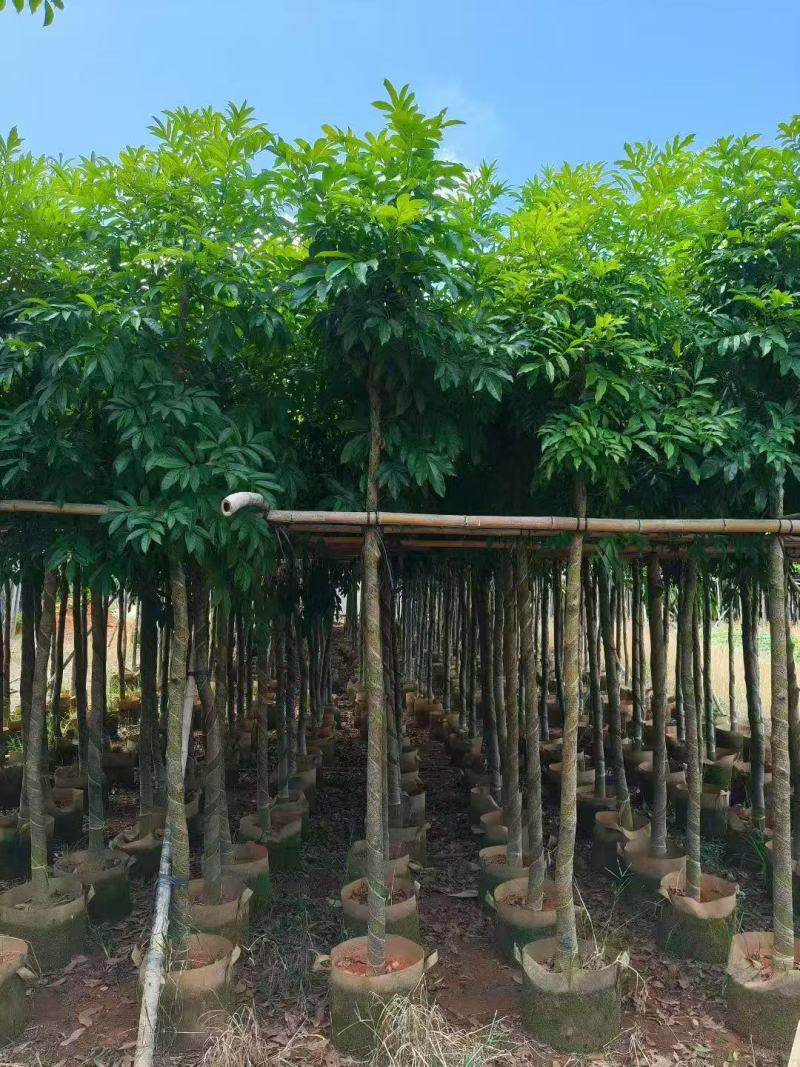 海南红豆树大树树苗米径5-8-10-12-15公分假植苗