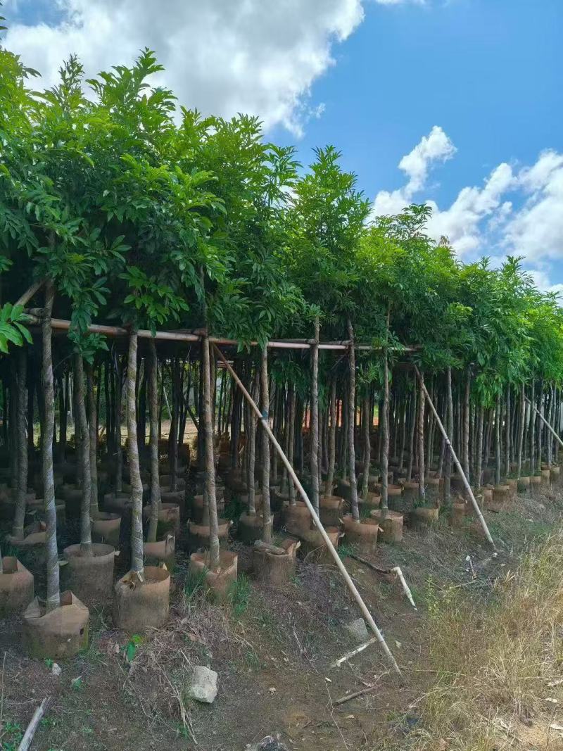 海南红豆树大树树苗米径5-8-10-12-15公分假植苗