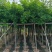 海南红豆树大树树苗米径5-8-10-12-15公分假植苗
