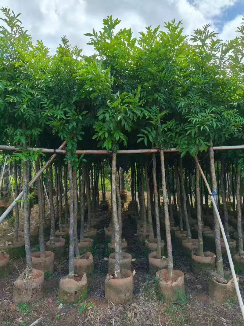 海南红豆树大树树苗米径5-8-10-12-15公分假植苗