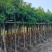 海南红豆树大树树苗米径5-8-10-12-15公分假植苗
