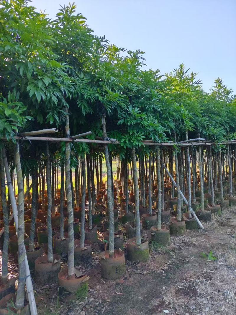 海南红豆树大树树苗米径5-8-10-12-15公分假植苗