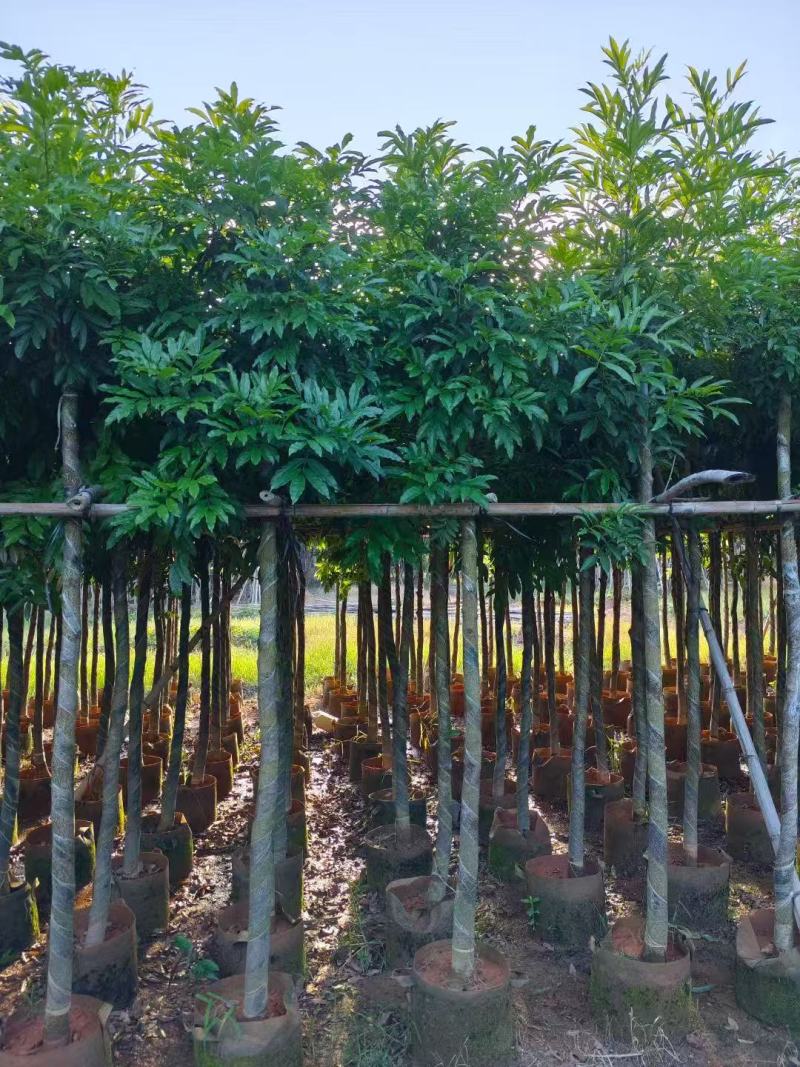 海南红豆树大树树苗米径5-8-10-12-15公分假植苗