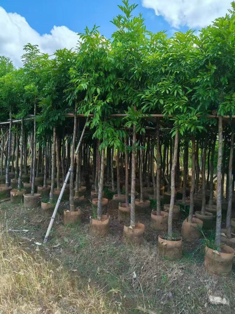 海南红豆树大树树苗米径5-8-10-12-15公分假植苗