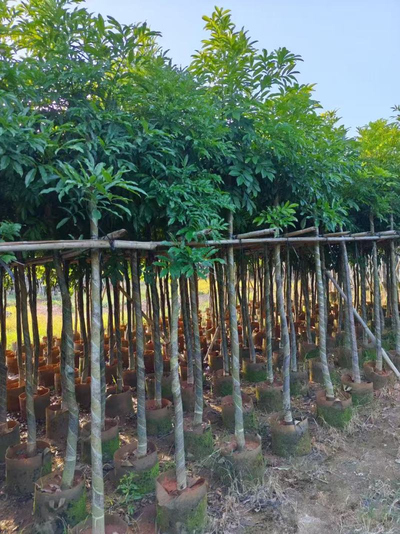 海南红豆树大树树苗米径5-8-10-12-15公分假植苗