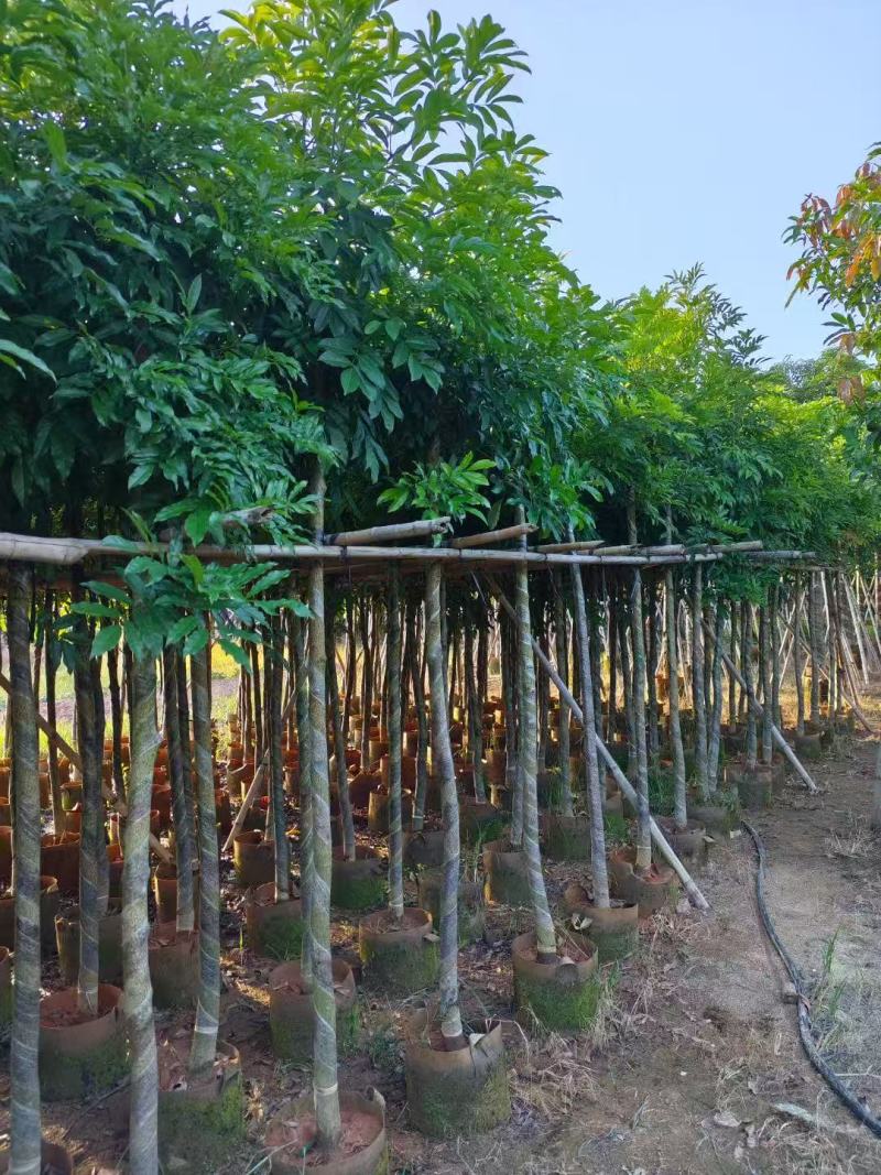 海南红豆树大树树苗米径5-8-10-12-15公分假植苗