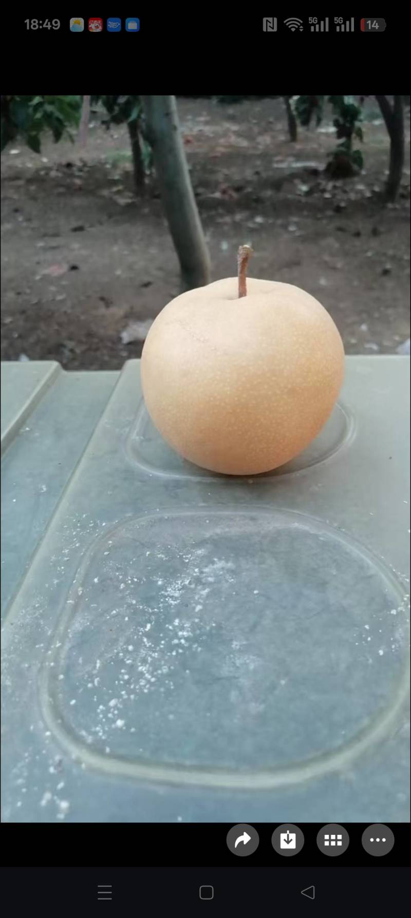 丰水梨
