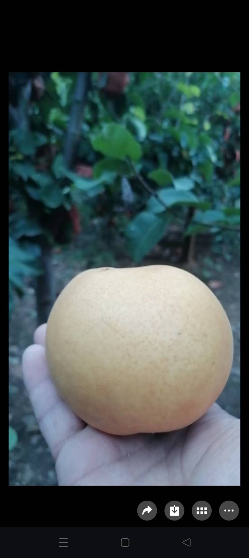 丰水梨