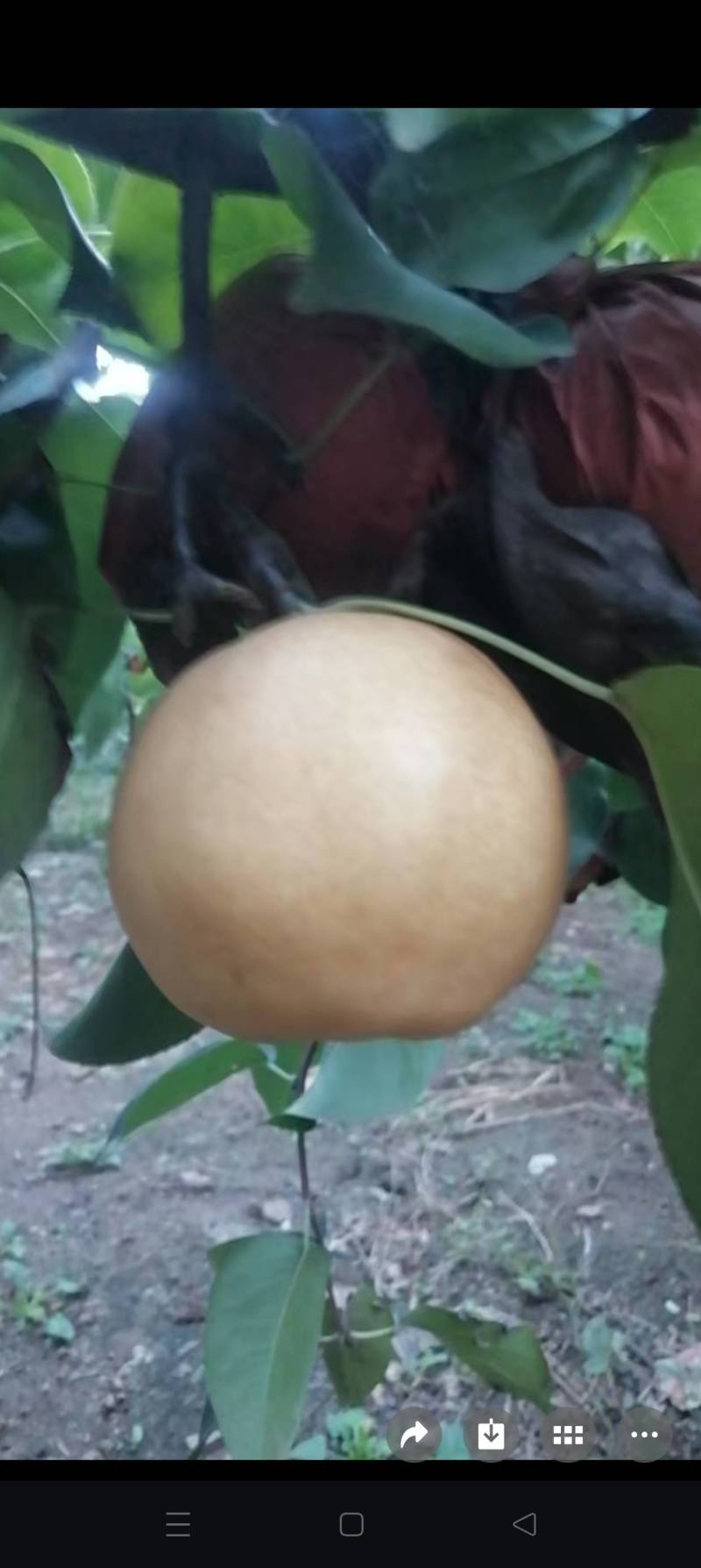 丰水梨