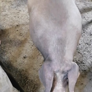 生猪活猪土3大肥猪