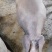 生猪活猪土3大肥猪