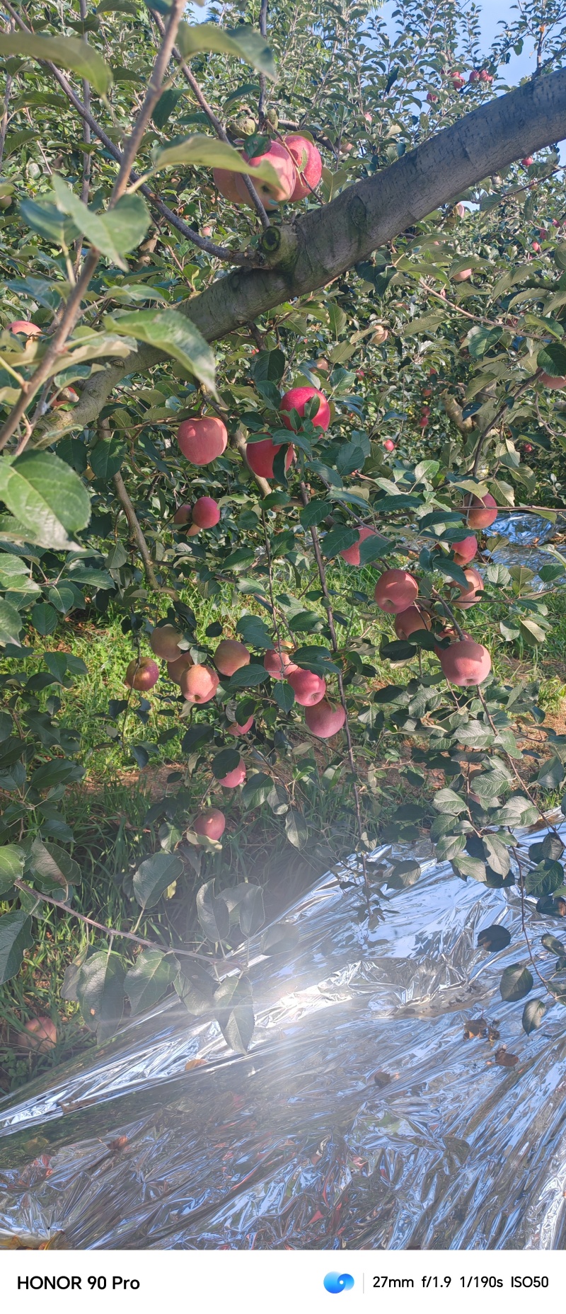 红富士糖心丑苹果