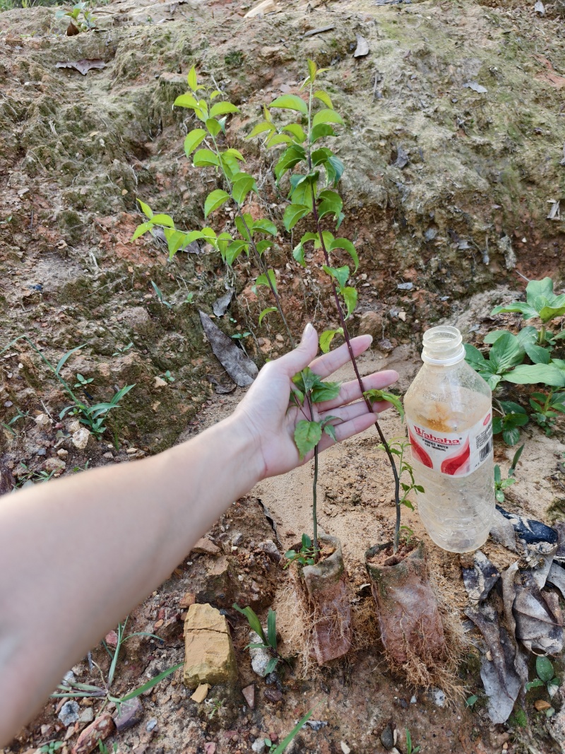 广西钦州灵山县直供岗梅种苗杯苗品种齐全大量地苗现货可咨询