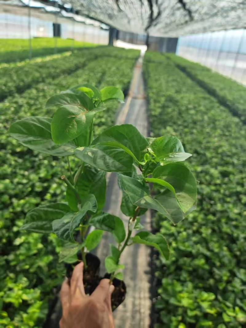 《推荐》广西台农一号百香果苗苗圃直发提供技术指导