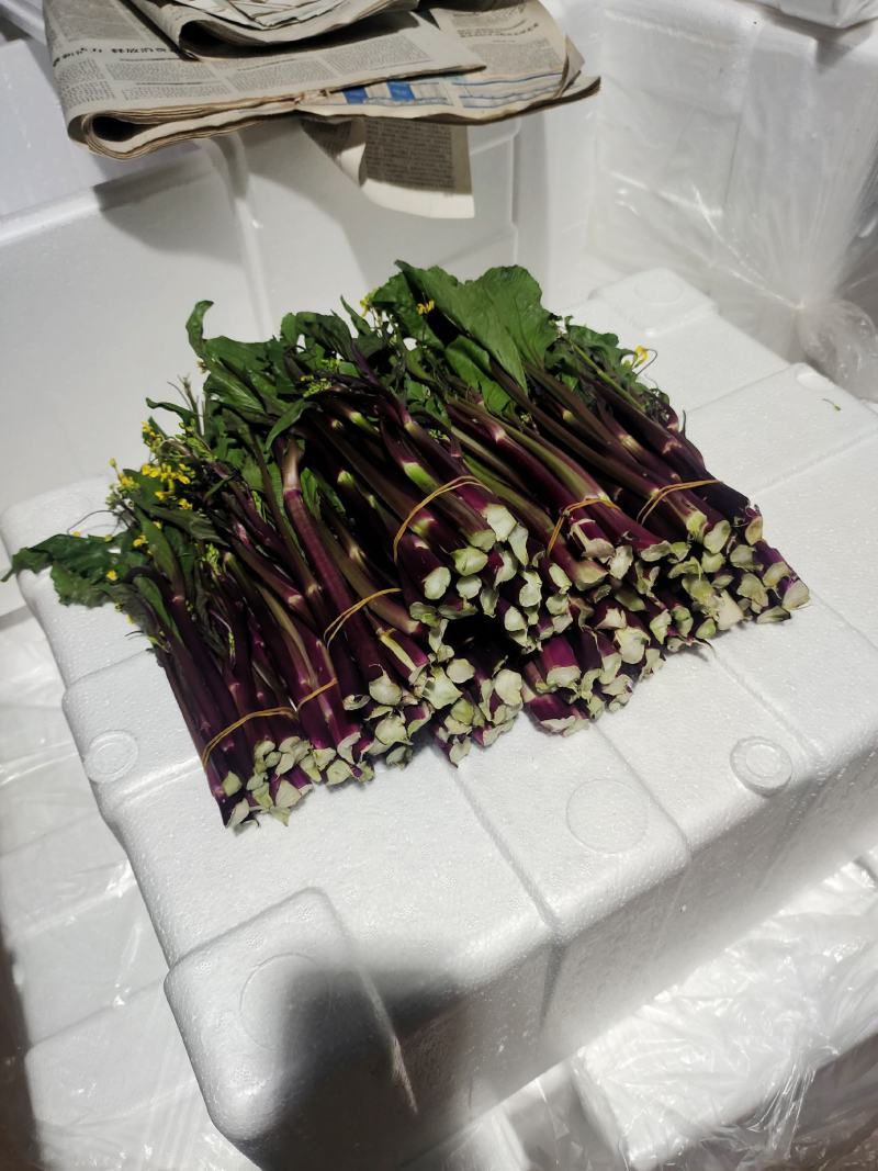 红菜苔