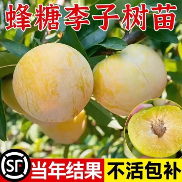 果园直发李子苗蜂糖李子青脆李巨进一号保真品种成活率