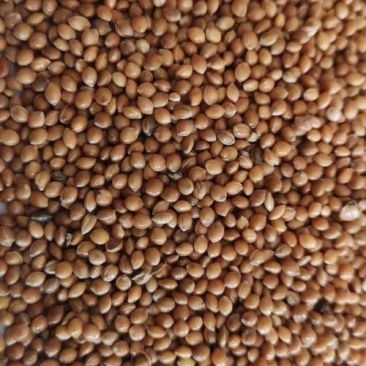 黄糜子