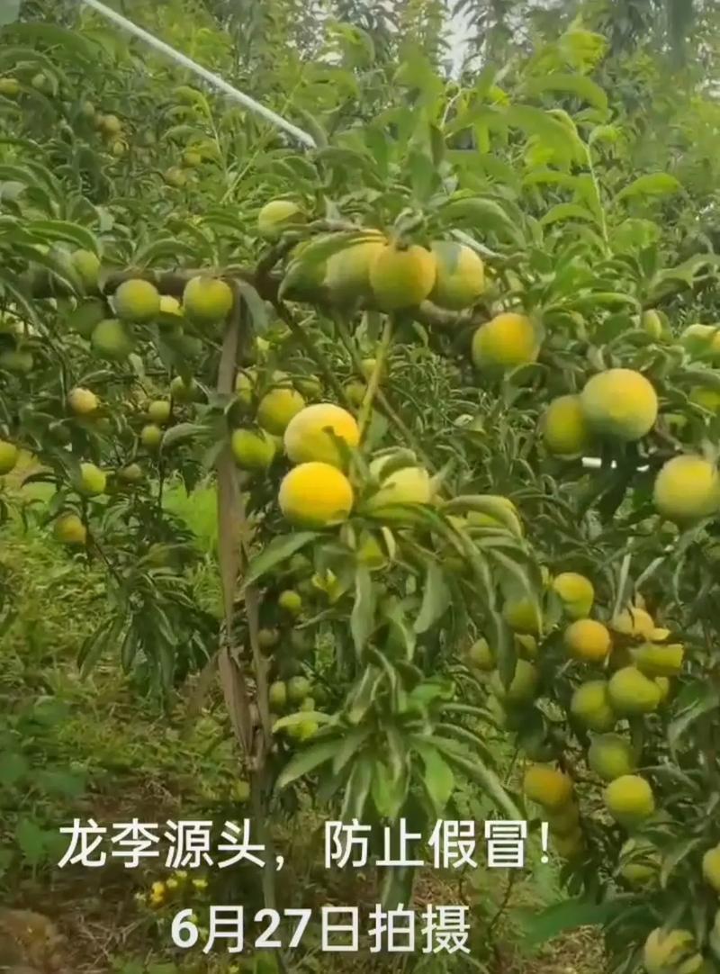 果园直发李子苗蜂糖李子青脆李巨进一号保真品种成活率