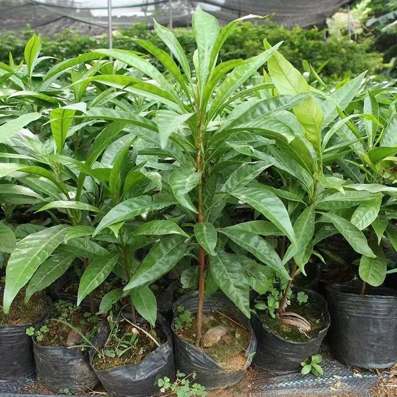 《精选》广西蛋黄果苗基地直发死苗包赔开免疫证明