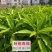 《精选》广西蛋黄果苗基地直发死苗包赔开免疫证明
