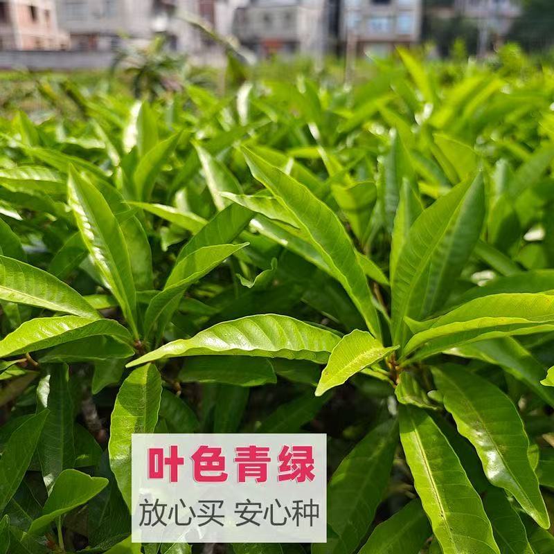 《精选》广西蛋黄果苗基地直发死苗包赔开免疫证明