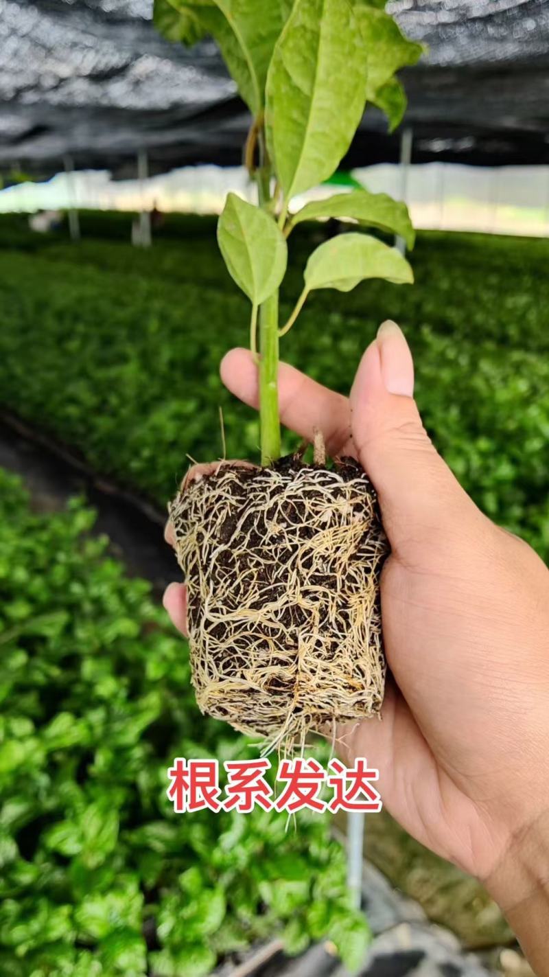 《精选》广西钦蜜9号百香果苗苗圃直发可开免疫证明
