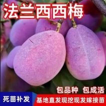 果园直发西梅李子树苗法兰西蓝蜜西梅女神等品种纯正现挖