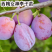 果园直发西梅李子树苗法兰西蓝蜜西梅女神等品种纯正现挖