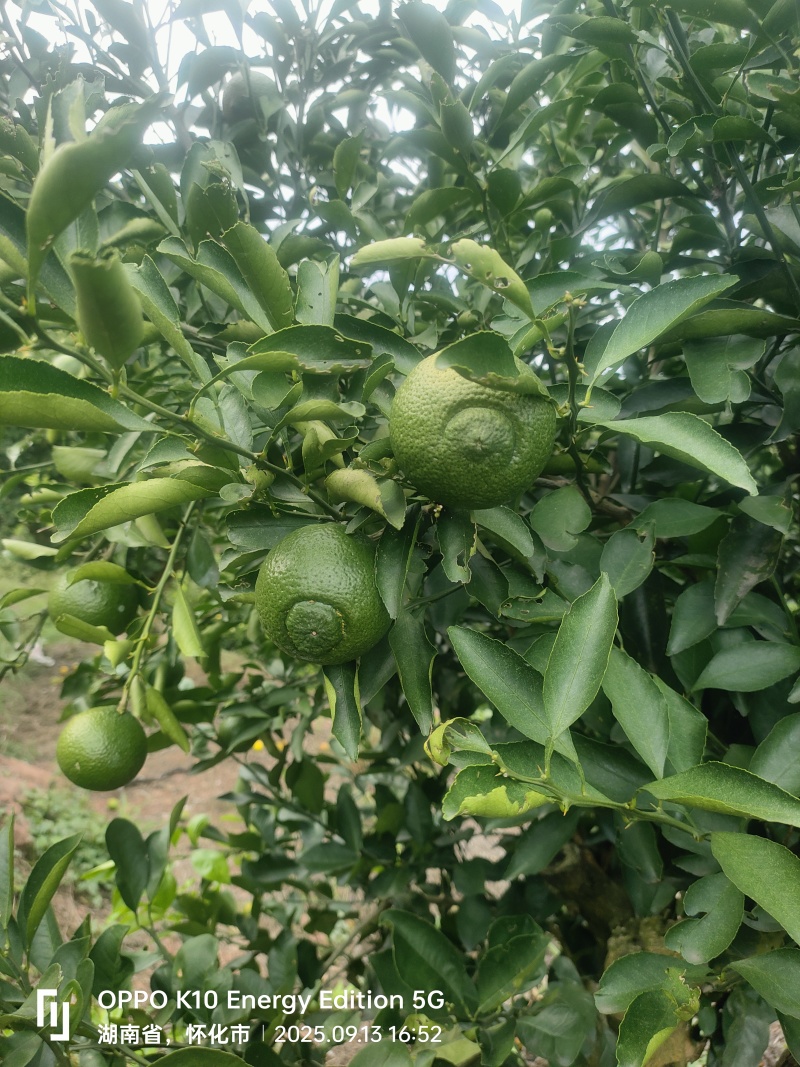 黄金贡柚