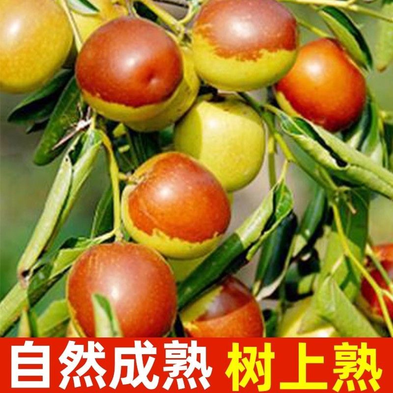 对接各大电商，沾化冬枣一件代发，多多淘宝京东快手抖音
