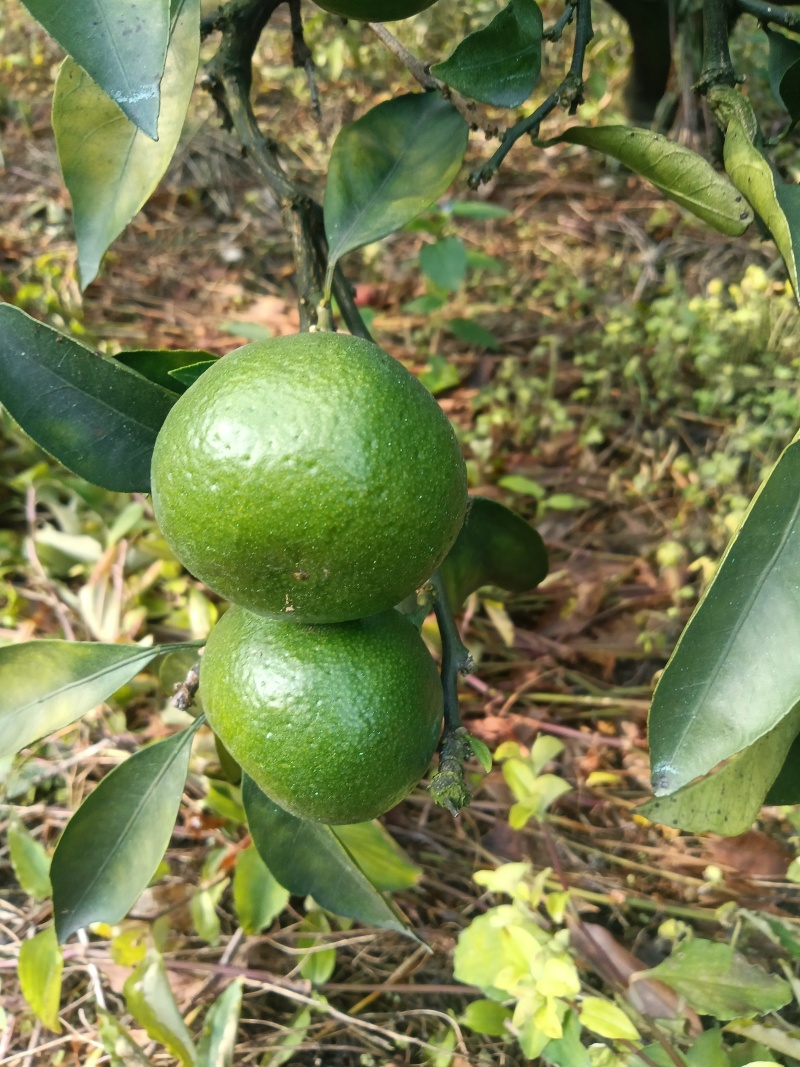 特早蜜柑