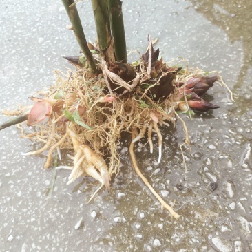 阳荷种苗