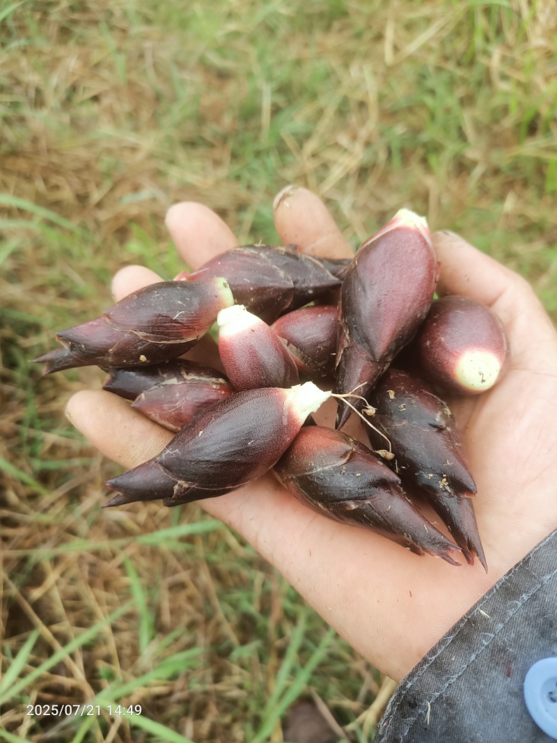 阳荷种苗