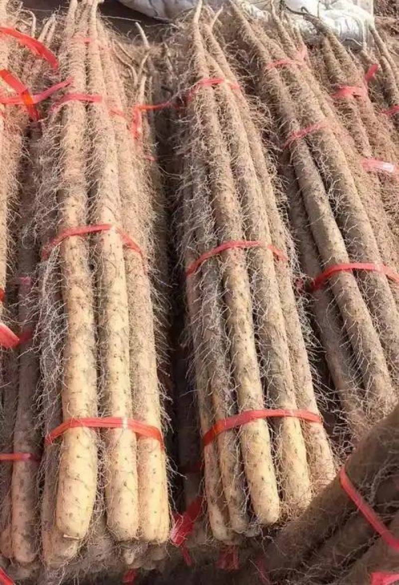 【实力供货】正宗铁棍山药精品山药基地直发对接全国市场