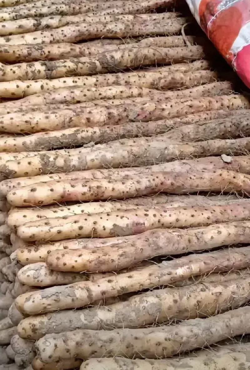 【实力供货】正宗铁棍山药精品山药基地直发对接全国市场