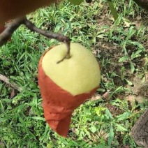 蜜梨200~300g