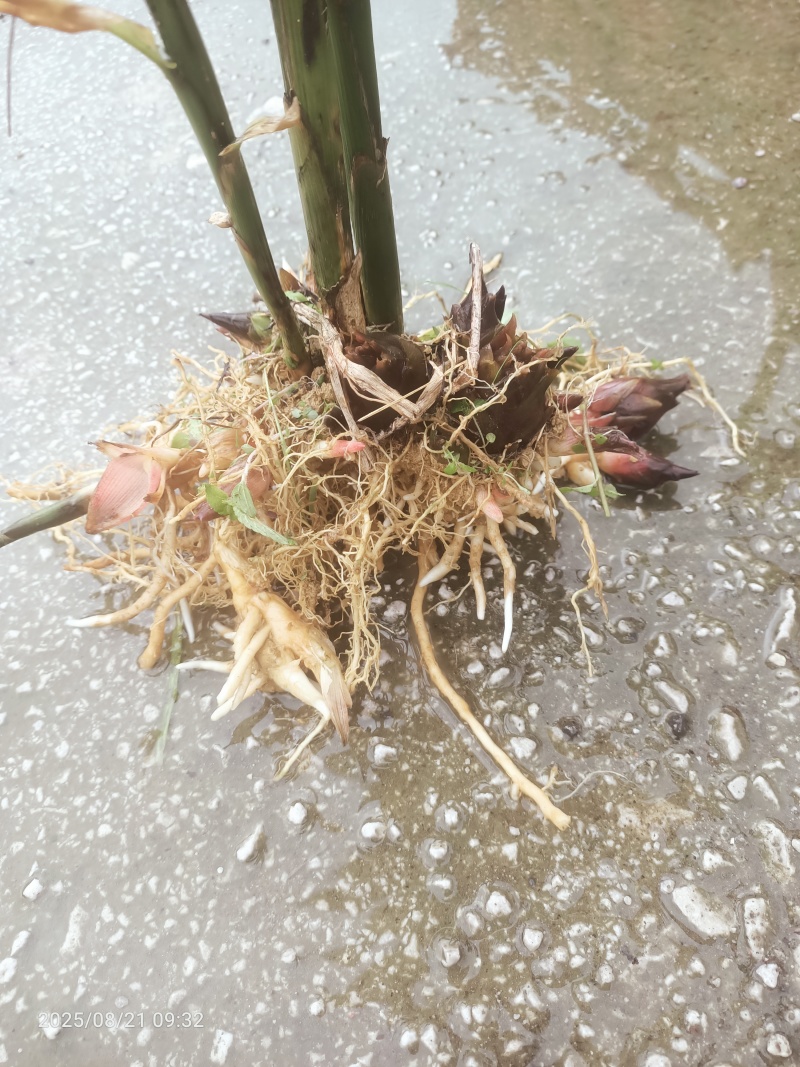 阳荷种苗