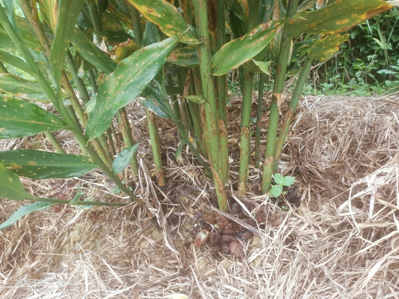 阳荷种苗