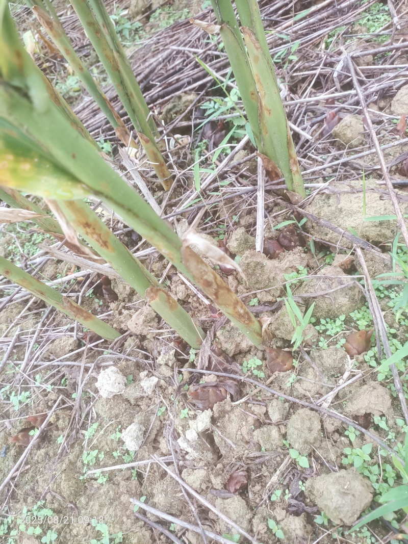 阳荷种苗
