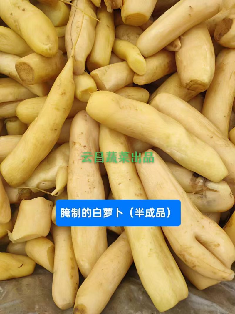 【腌萝卜】酱萝卜大量供应可视频看货欢迎来电采购洽谈