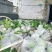 白心芭乐大量有货基地直供现摘现发品质优可对接商超市场欢迎