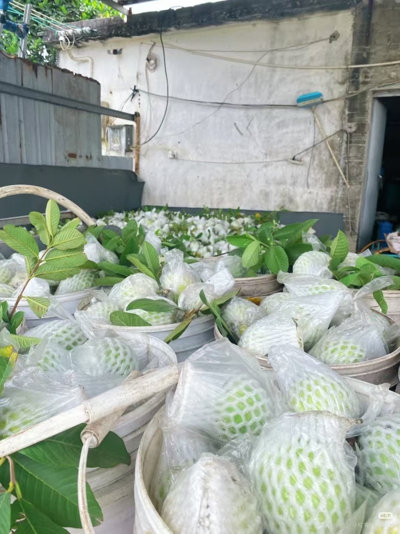白心芭乐大量有货基地直供现摘现发品质优可对接商超市场欢迎