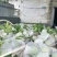 白心芭乐大量有货基地直供现摘现发品质优可对接商超市场欢迎
