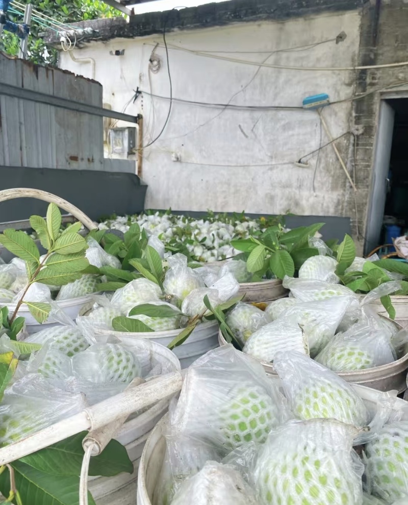 白心芭乐大量有货基地直供现摘现发品质优可对接商超市场欢迎