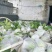 白心芭乐大量有货基地直供现摘现发品质优可对接商超市场欢迎