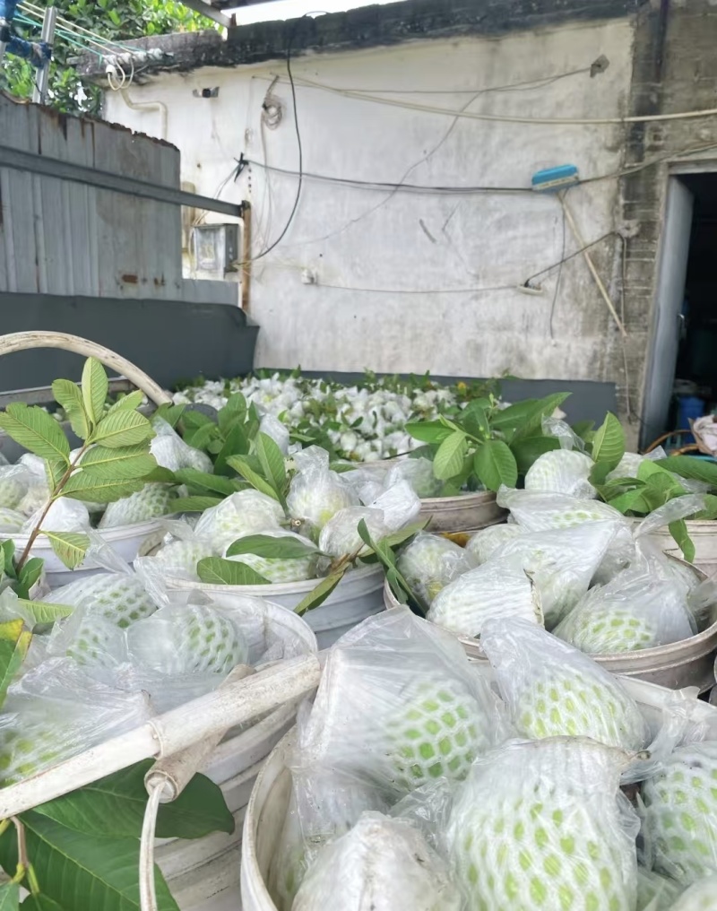 白心芭乐大量有货基地直供现摘现发品质优可对接商超市场欢迎