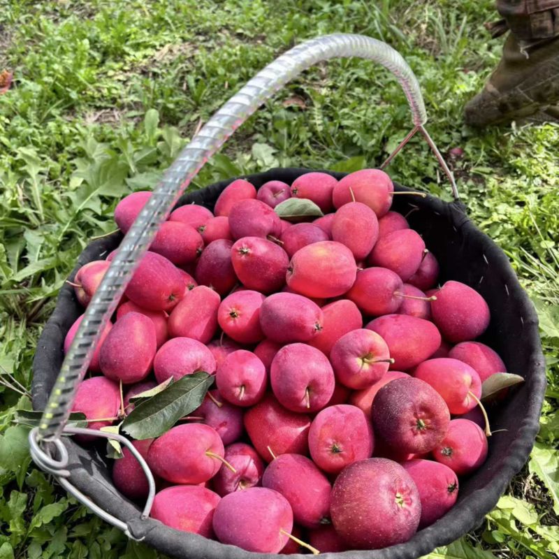 鸡心果