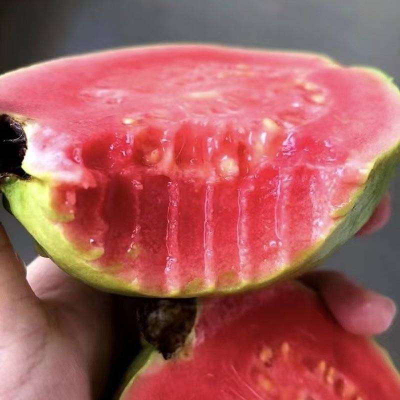 芭乐红心芭乐大量有货清甜可口品质优现摘现发基地直供