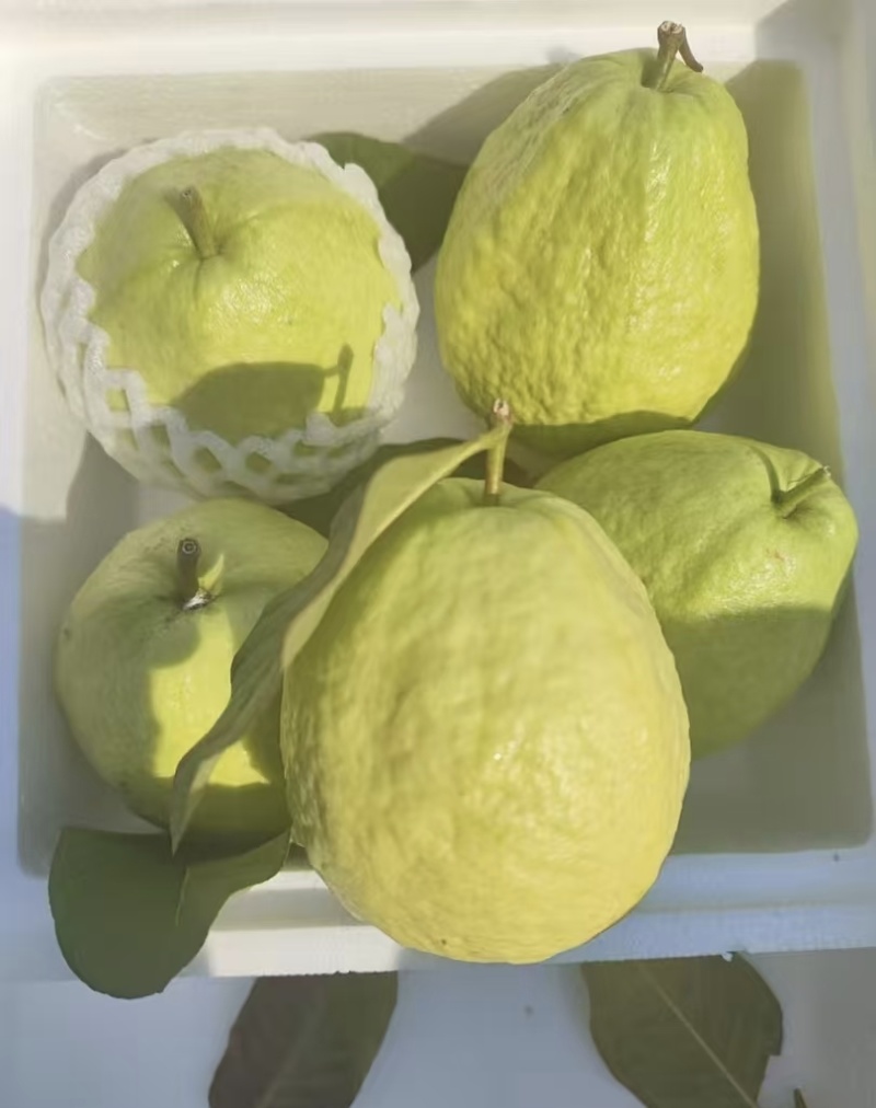 芭乐红心芭乐大量有货清甜可口品质优现摘现发基地直供