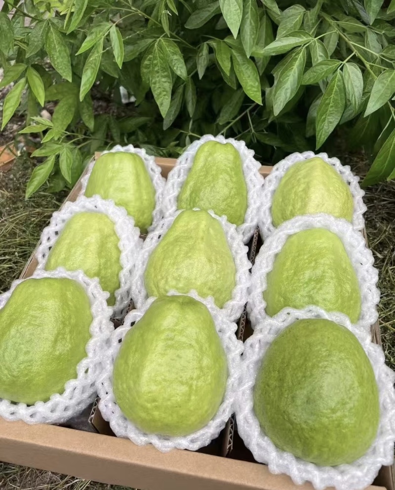 芭乐红心芭乐大量有货清甜可口品质优现摘现发基地直供